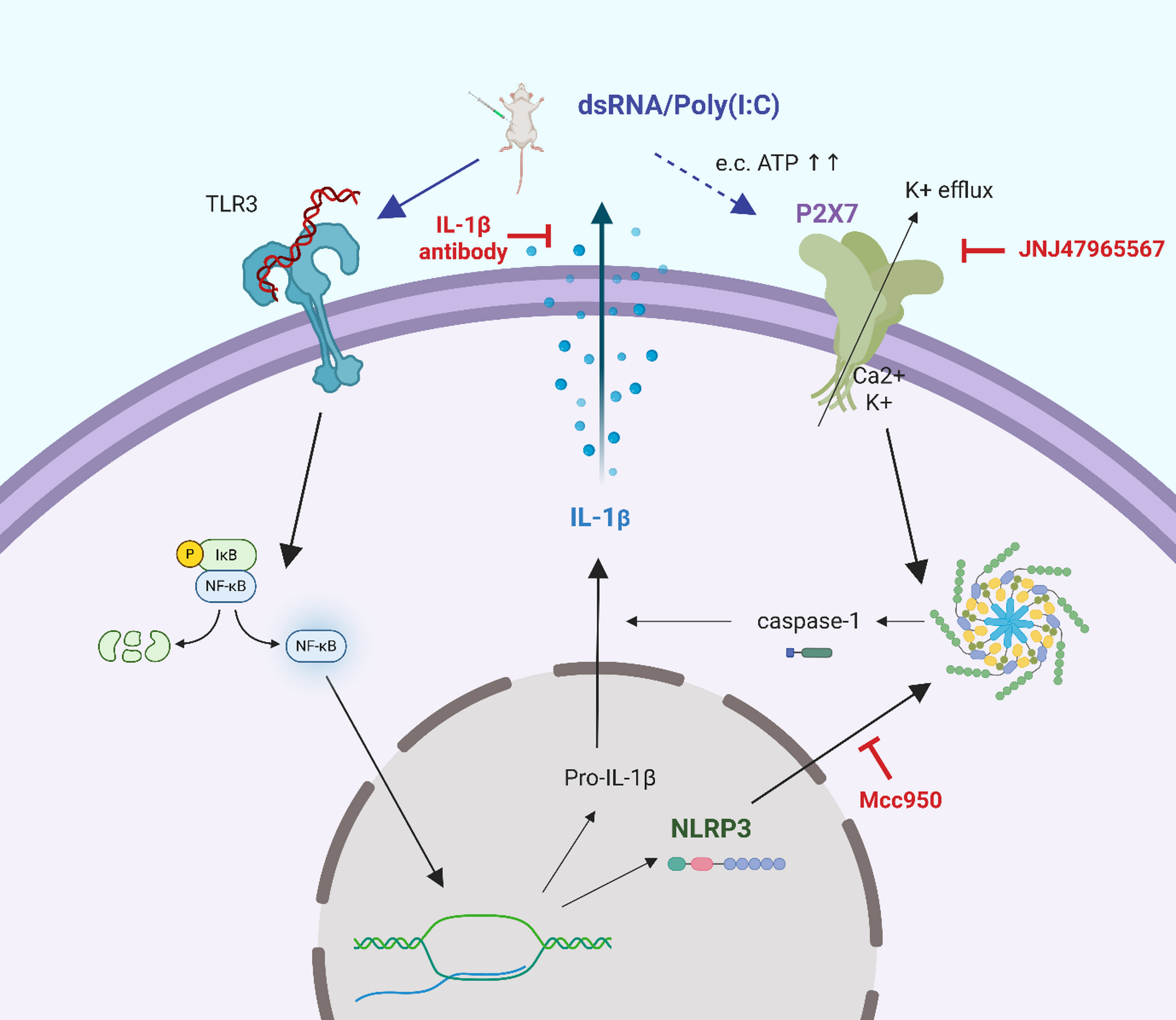 The role of maternal infections in neurodevelopmental psychiatric disorders: focus on the P2X7/NLRP3/IL-1β signalling pathway