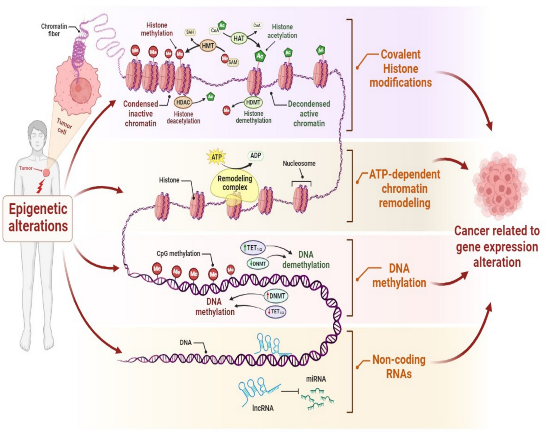 Epi-nutrients for cancer prevention: Molecular mechanisms and emerging insights