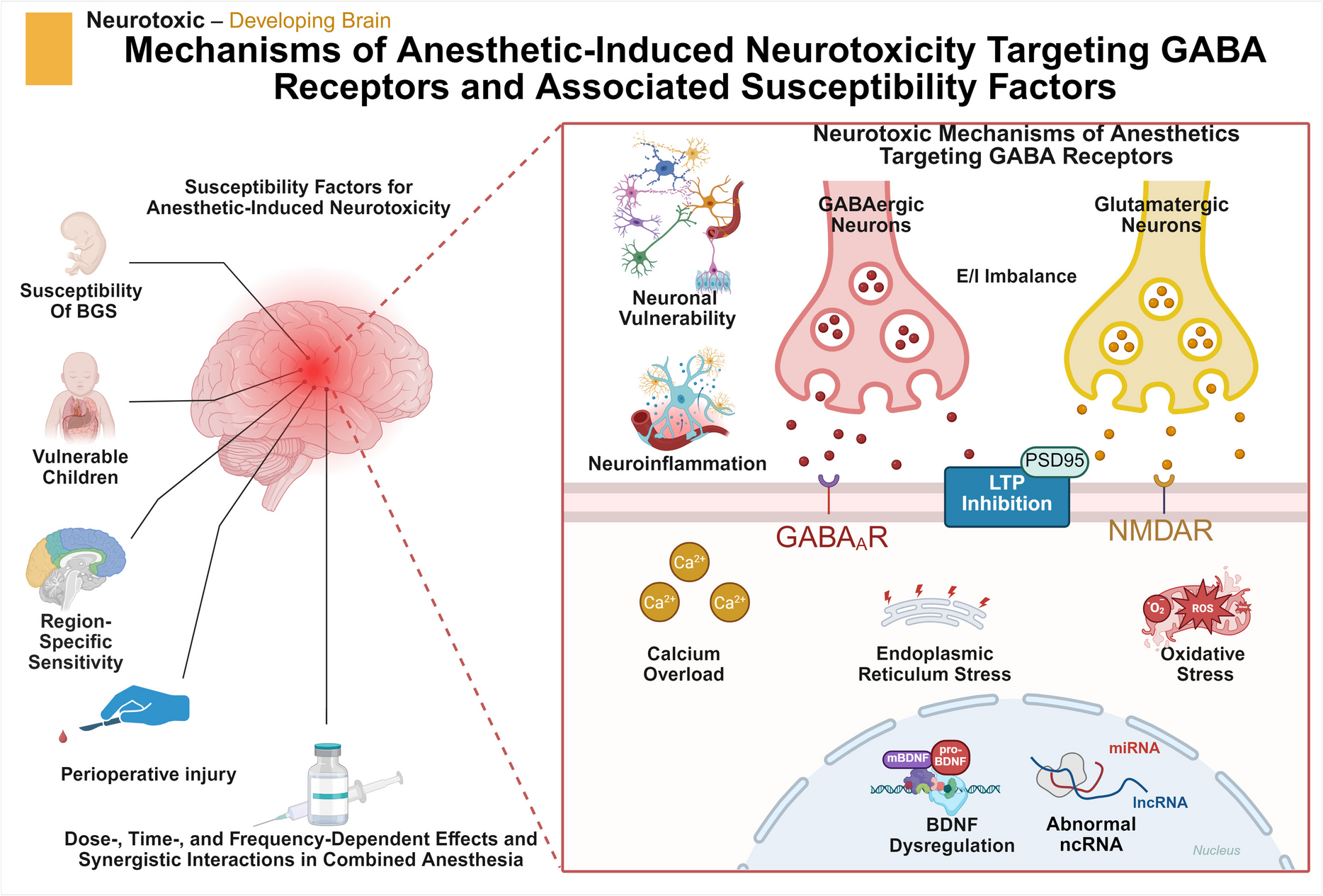From neurotoxicity to neuroprotection: Rethinking GABAR-targeting anesthetics