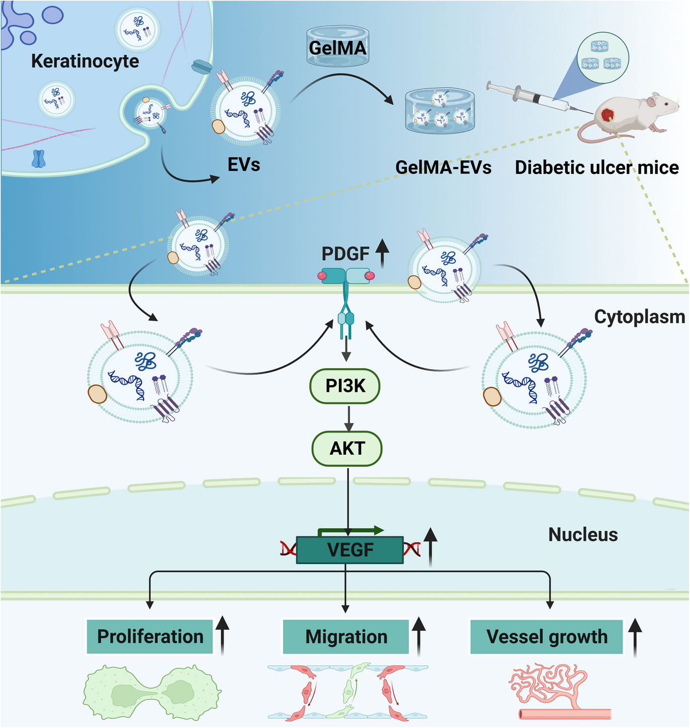 GelMA hydrogel-loaded extracellular vesicles derived from keratinocytes promote skin microvasculature regeneration and wound healing in diabetic mice through activation of the PDGF-induced PI3K/AKT pathway