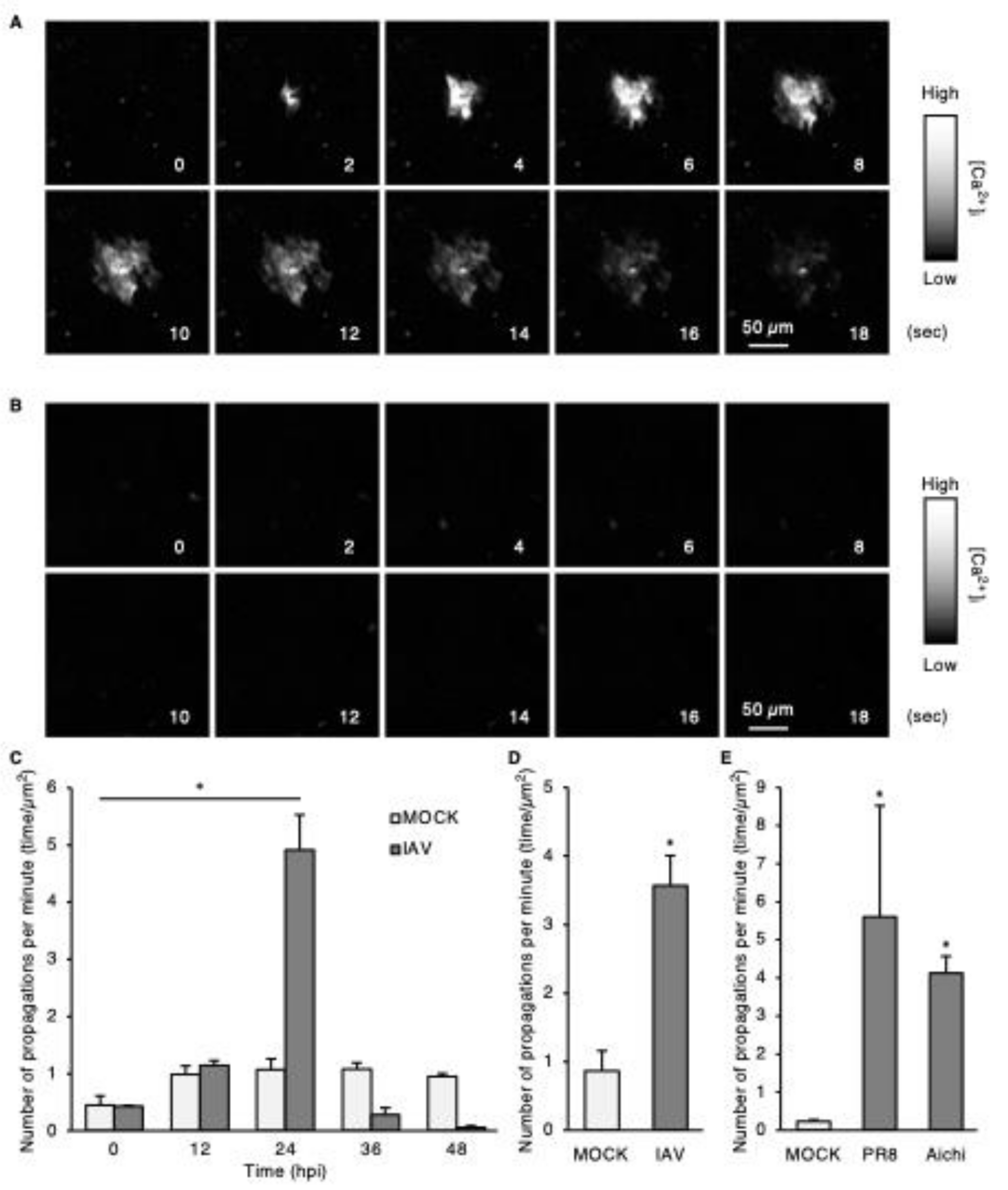 The crucial role of intercellular calcium wave propagation triggered by influenza A virus in promoting infection
