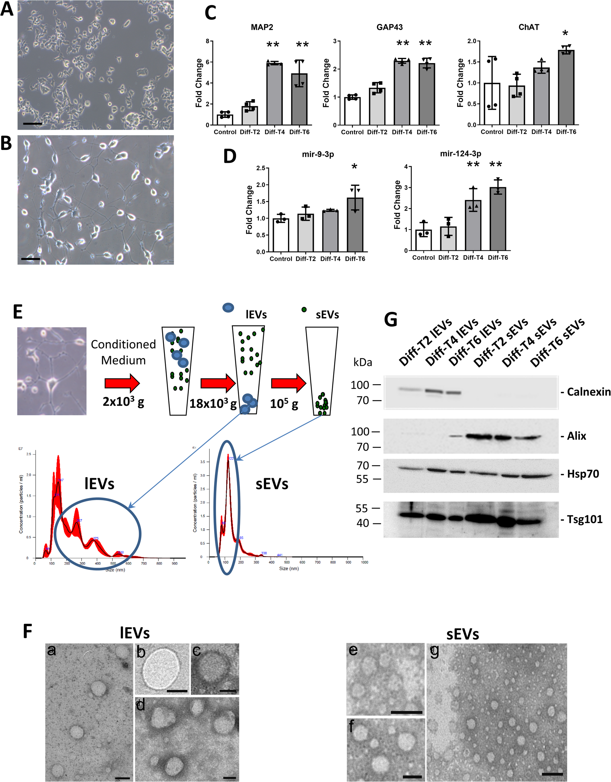 Synergic action of MicroRNAs and Wnts delivered by motor neuron EVs in promoting AChR clustering