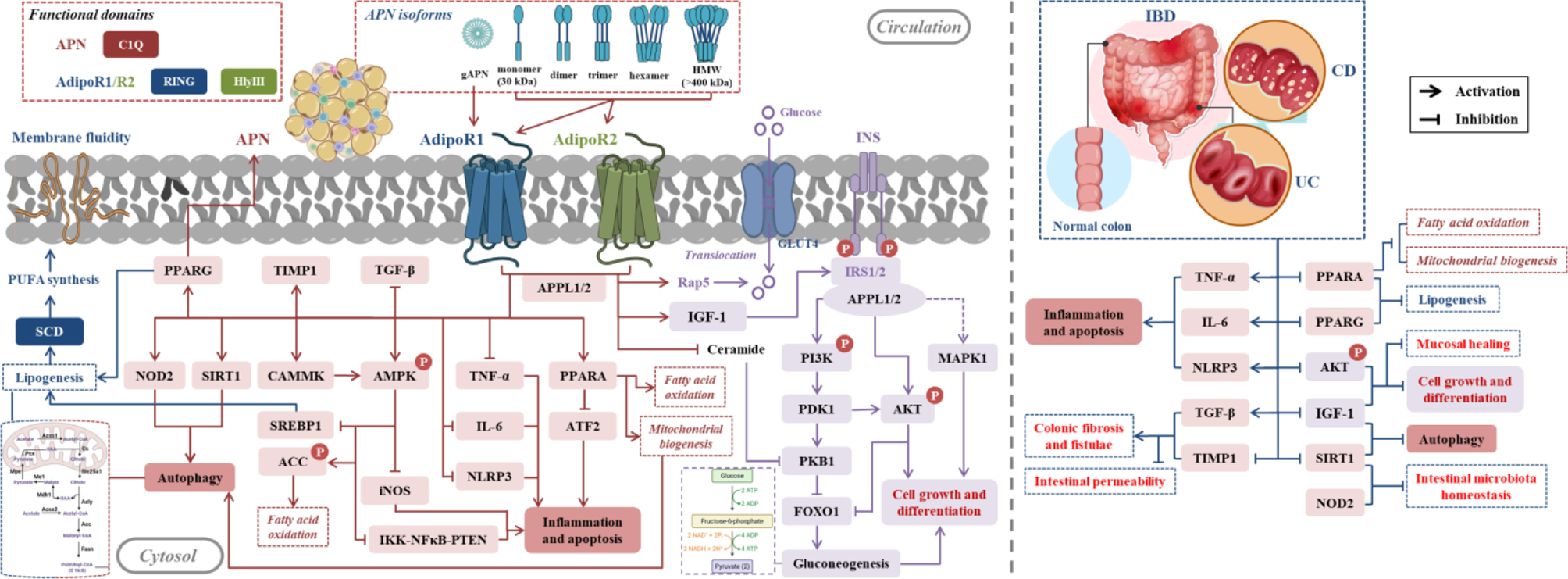 Role of adiponectin and its receptors AdipoR1/2 in inflammatory bowel disease