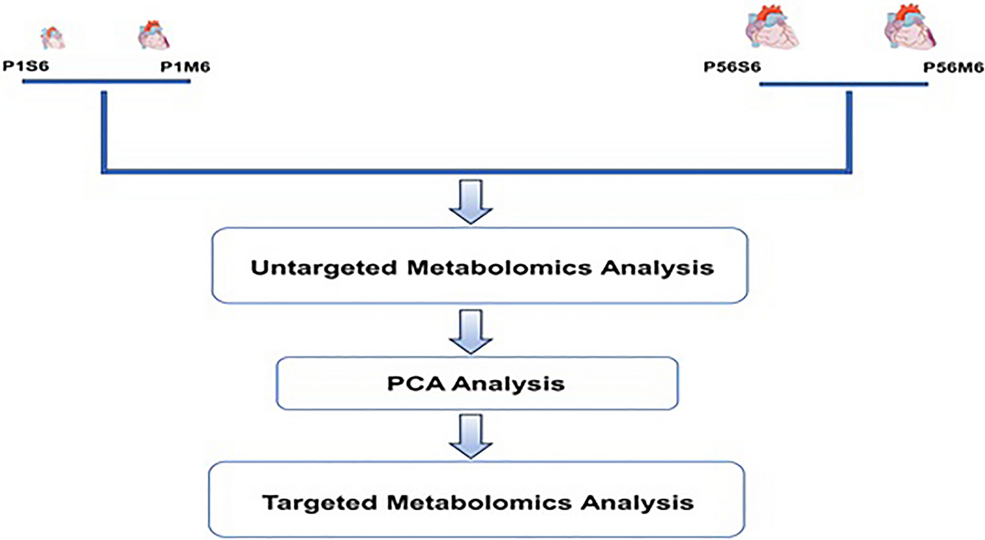 Xanthosine alleviates myocardial ischemia–reperfusion injury through attenuation of cardiomyocyte ferroptosis