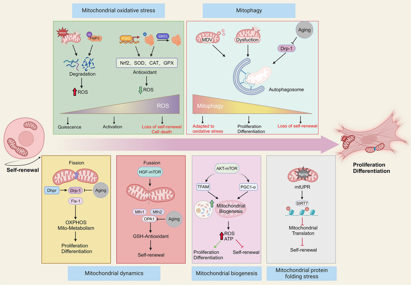 Perspectives on mitochondrial dysfunction in the regeneration of aging skeletal muscle