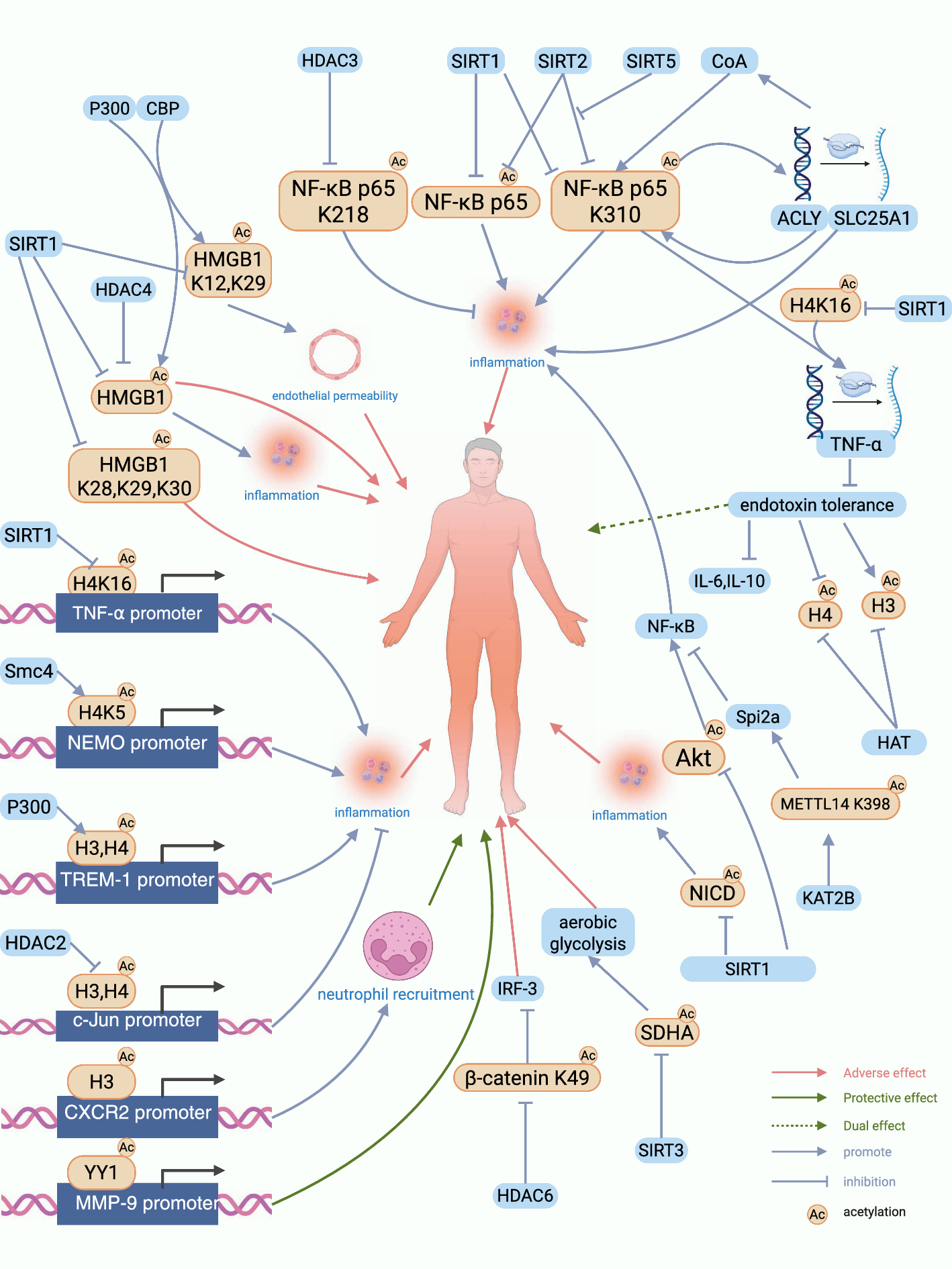 Molecular mechanisms and functions of protein acetylation in sepsis and sepsis-associated organ dysfunction