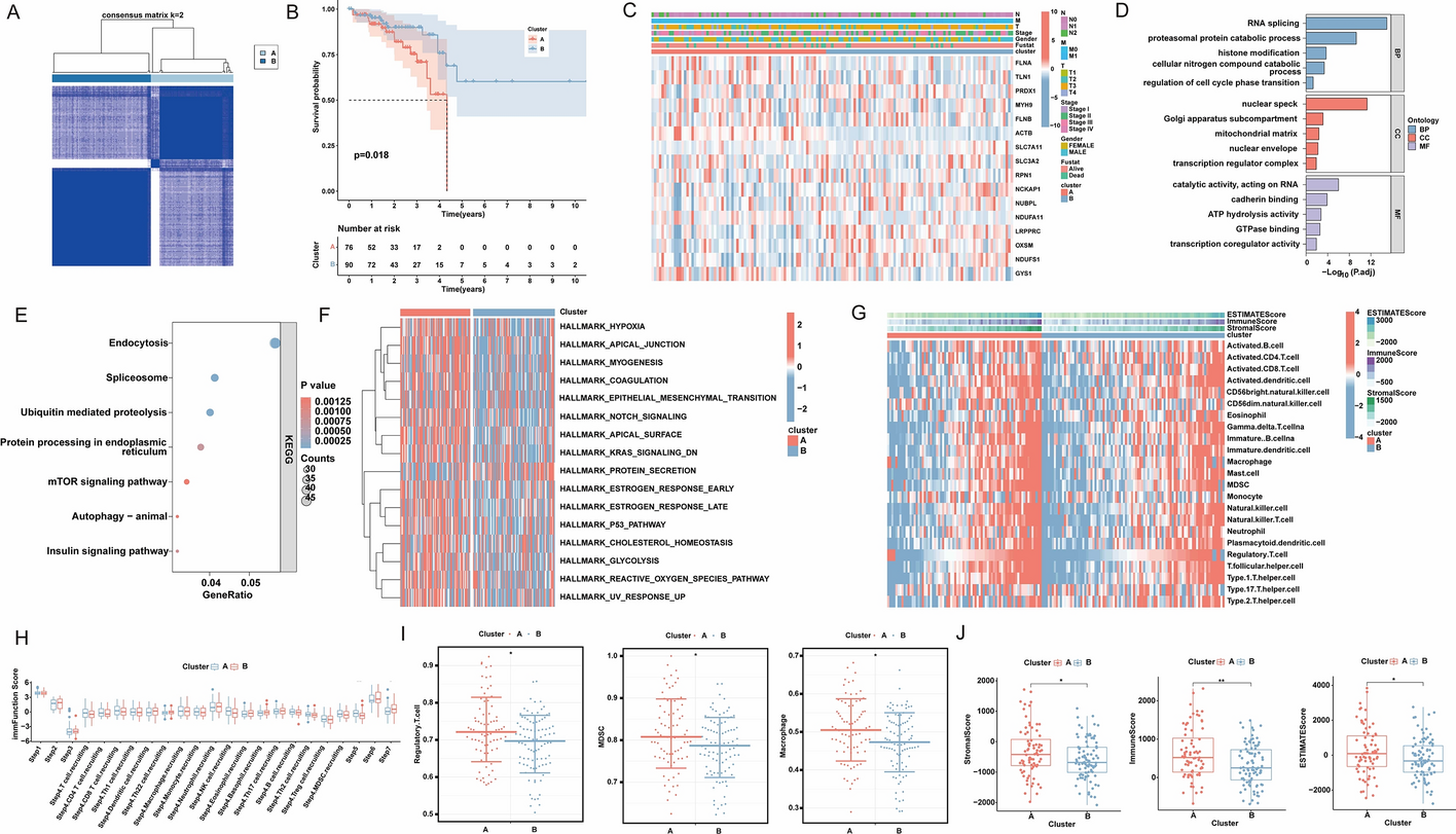 FLNA, a disulfidptosis-related gene, modulates tumor immunity and progression in colorectal cancer