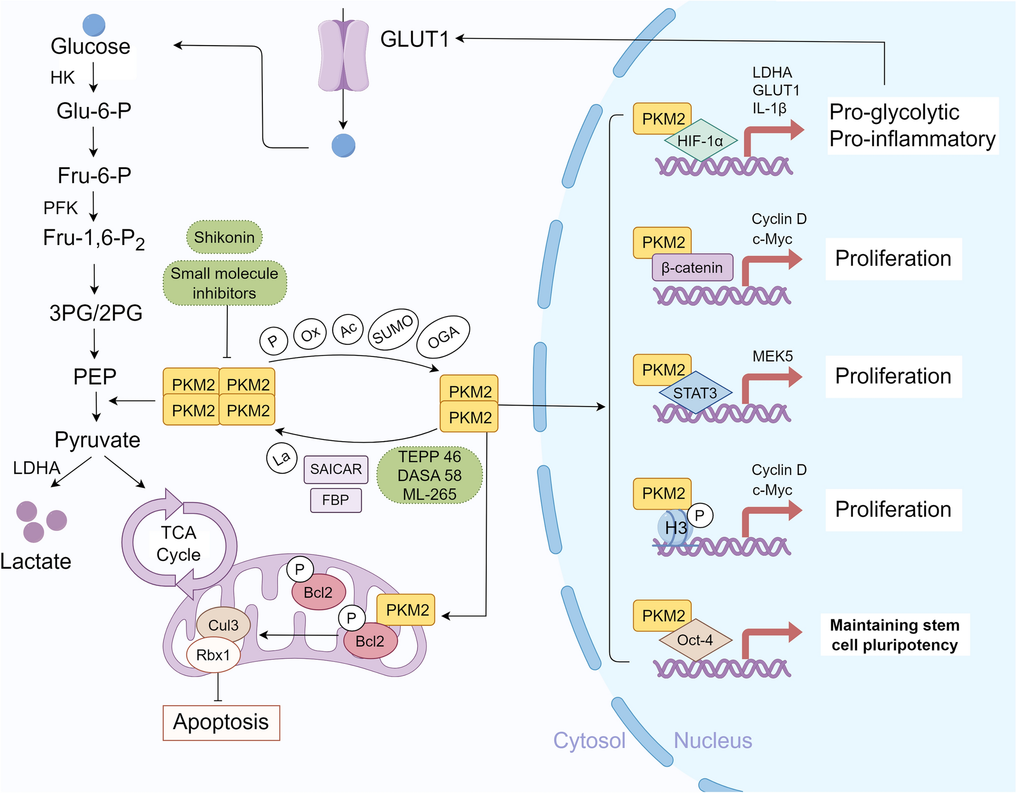 Roles of Pyruvate Kinase M2 in Pulmonary Diseases: What Do We Know So Far?
