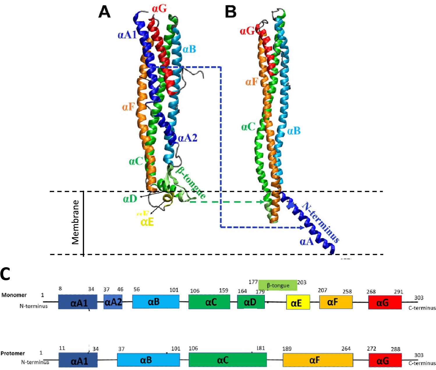 Oxysterols Outcompete Cholesterol Binding to the Membrane-Inserted Cytolysin A Pore Complex
