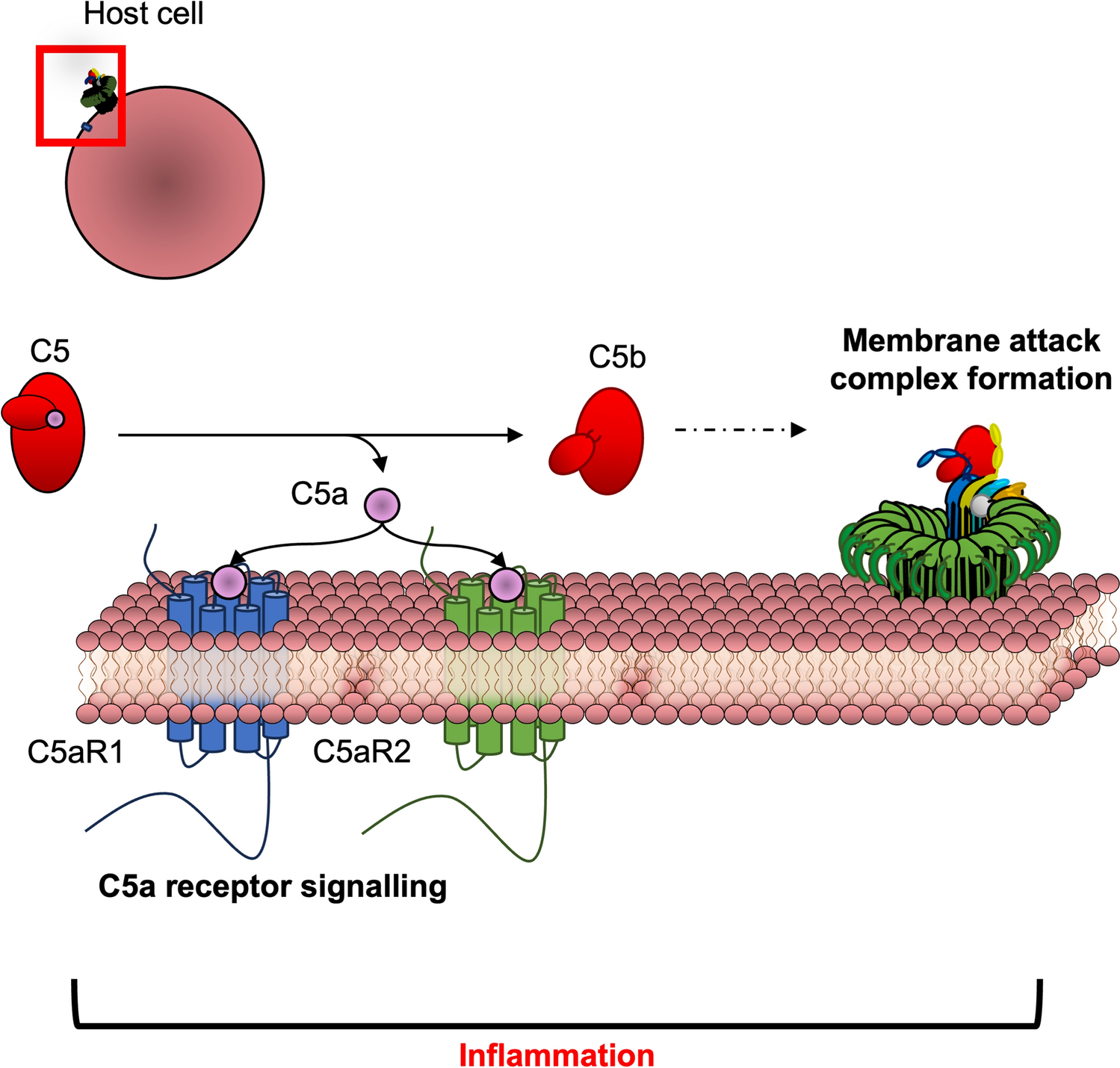 Action of the Terminal Complement Pathway on Cell Membranes