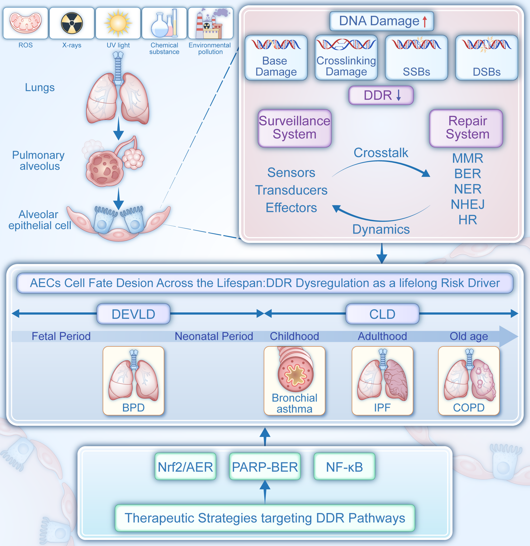 DNA damage response and cell fate decisions across the lifespan: from fetal development to age-related respiratory diseases