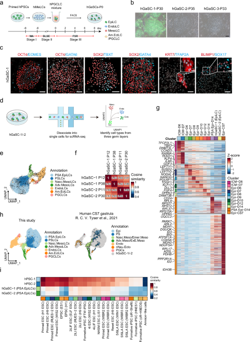 Establishment of human gastrulating stem cells with the capacity of stable differentiation into multiple gastrulating cell types