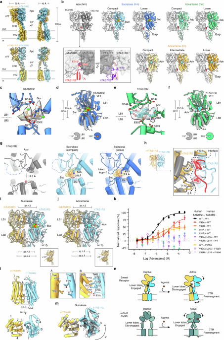 Structure and activation mechanism of human sweet taste receptor