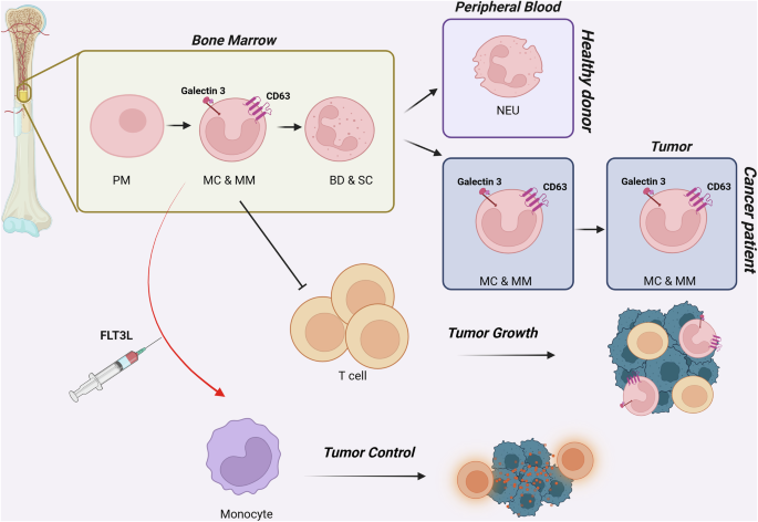 Neutrophil maturation holds the secret to human tumor suppression