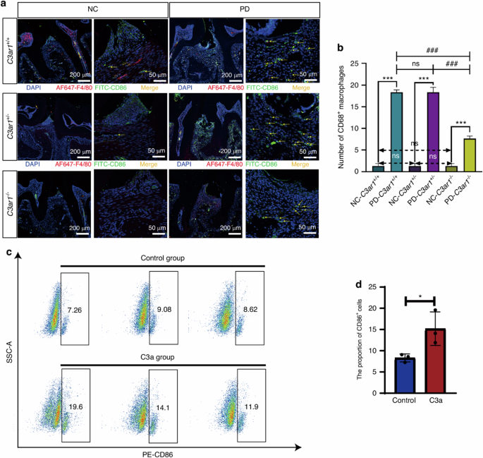 Author Correction: Fibroblast derived C3 promotes the progression of experimental periodontitis through macrophage M1 polarization and osteoclast differentiation