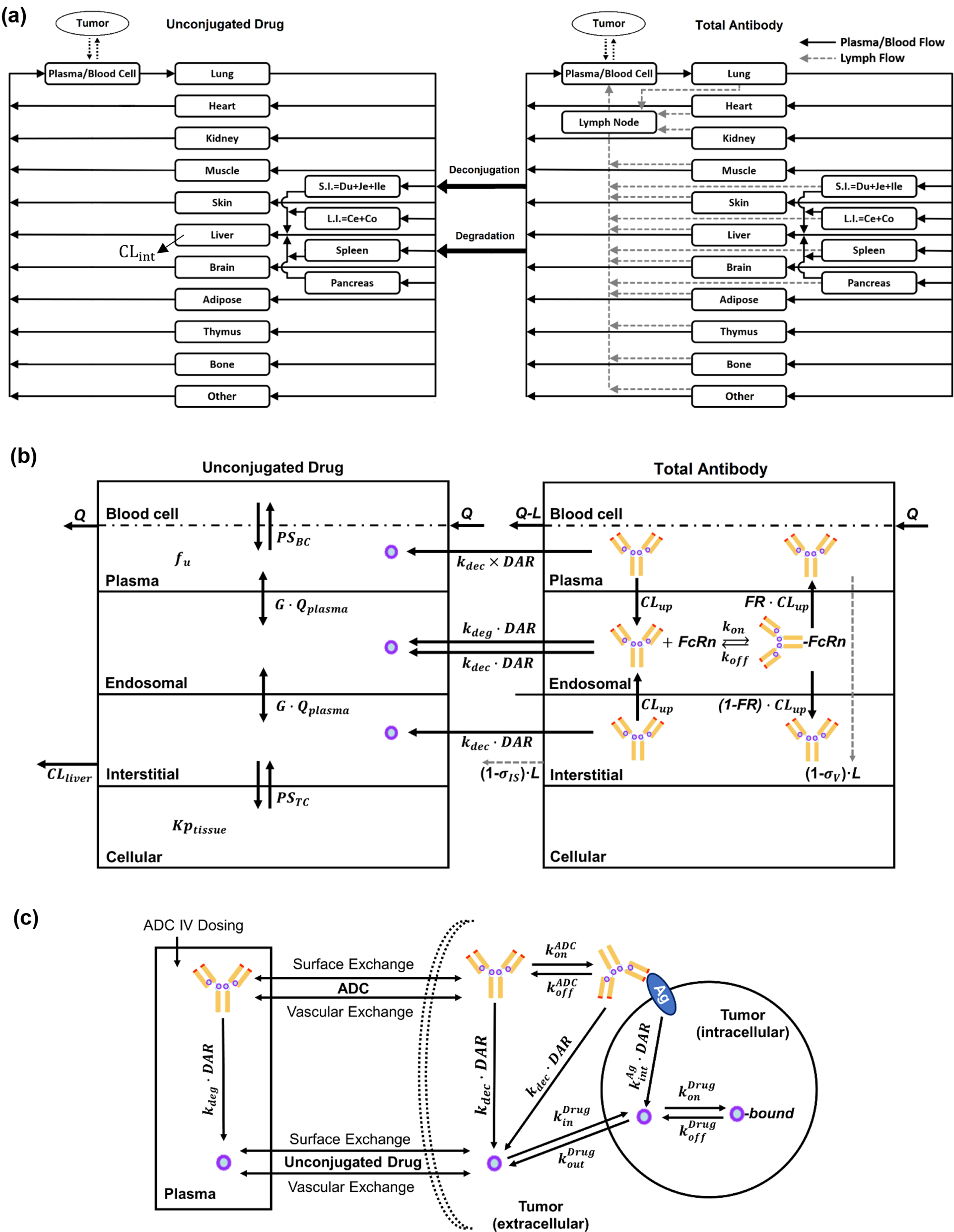 A translational physiologically-based pharmacokinetic model for MMAE-based antibody-drug conjugates