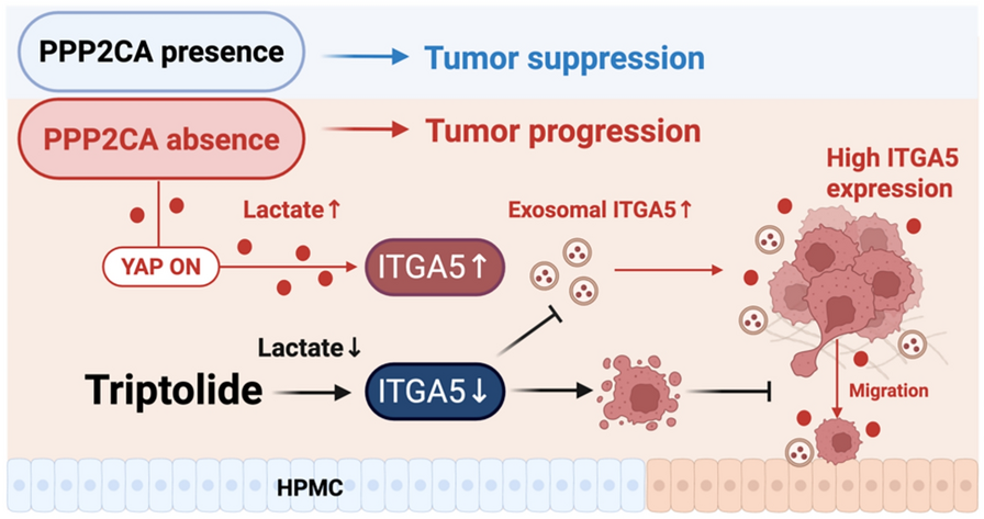 Triptolide targets PPP2CA/ITGA5 axis to suppress lactate-driven ovarian cancer progression