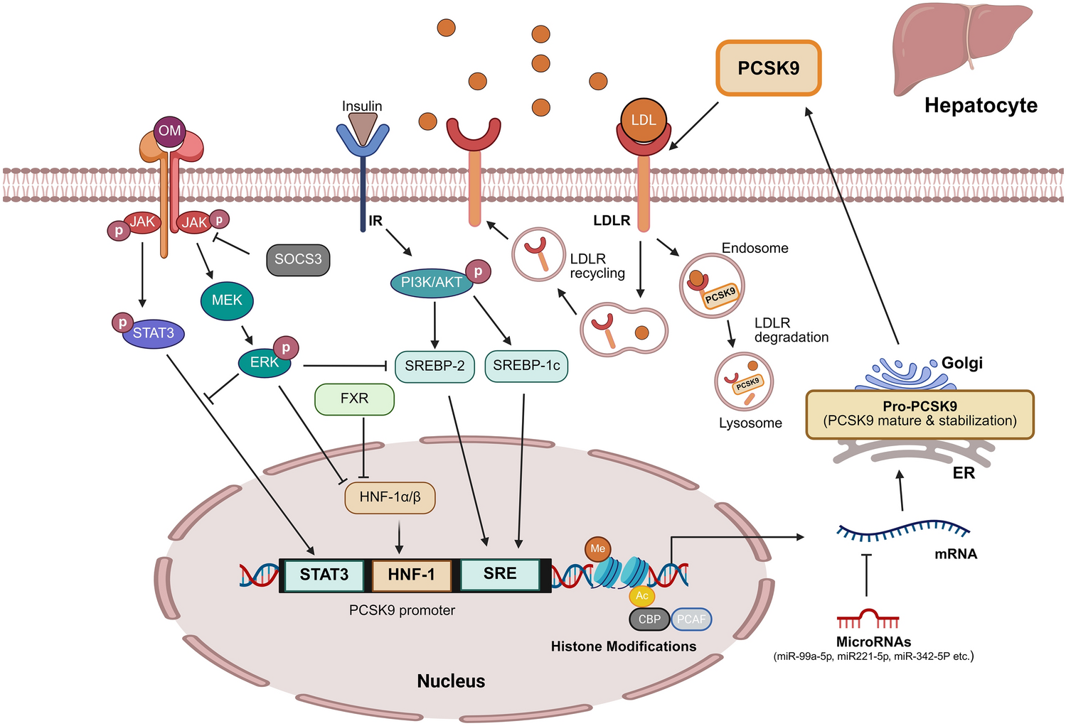Regulatory mechanisms of hepatocyte PCSK9 expression: translating mechanistic insights into potential nutraceuticals