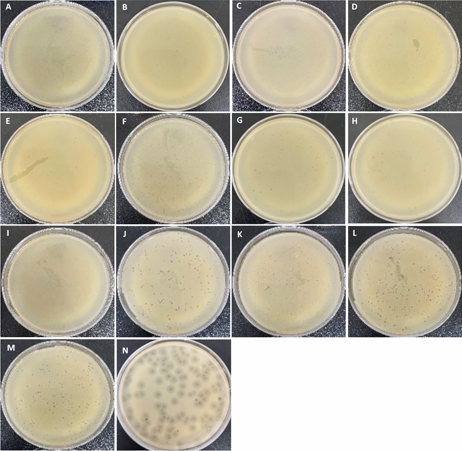 Characterization of Newly Isolated Bacteriophages Targeting Carbapenem-Resistant