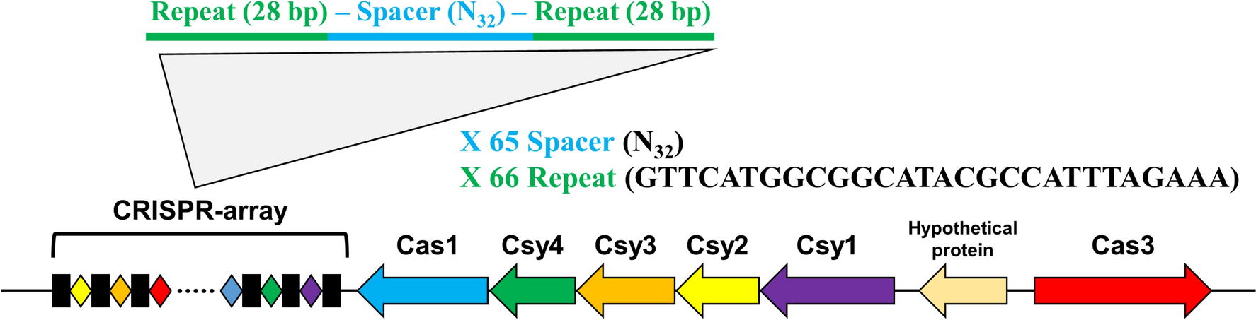 H-NS is a Transcriptional Repressor of the CRISPR-Cas System in  ATCC 19606