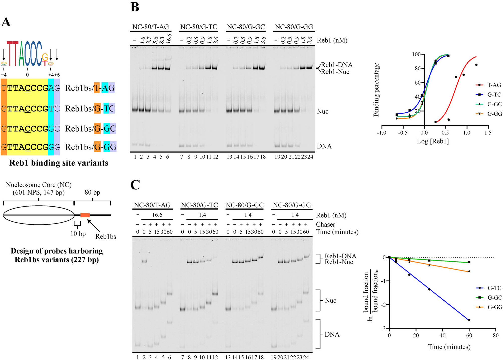 Variations in flanking or less conserved positions of Reb1 and Abf1 consensus binding sites lead to major changes in their ability to modulate nucleosome sliding activity