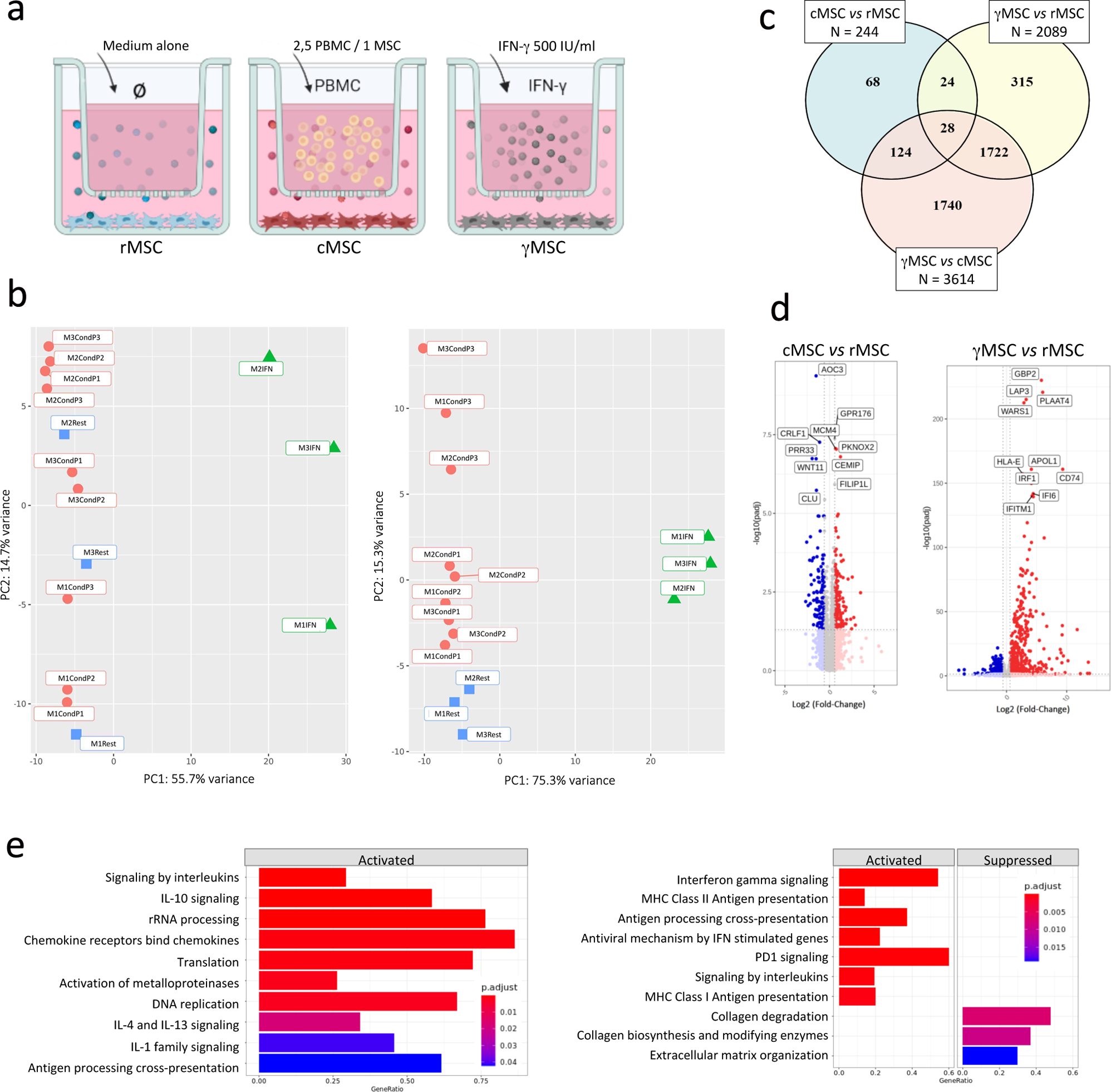 Mesenchymal stromal cells conditioned by peripheral blood mononuclear cells exert enhanced immunomodulation capacities and alleviate a model of Myasthenia Gravis