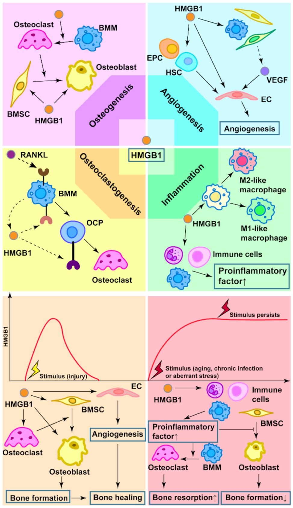 HMGB1 as an emerging key modulator of bone remodeling: a narrative review
