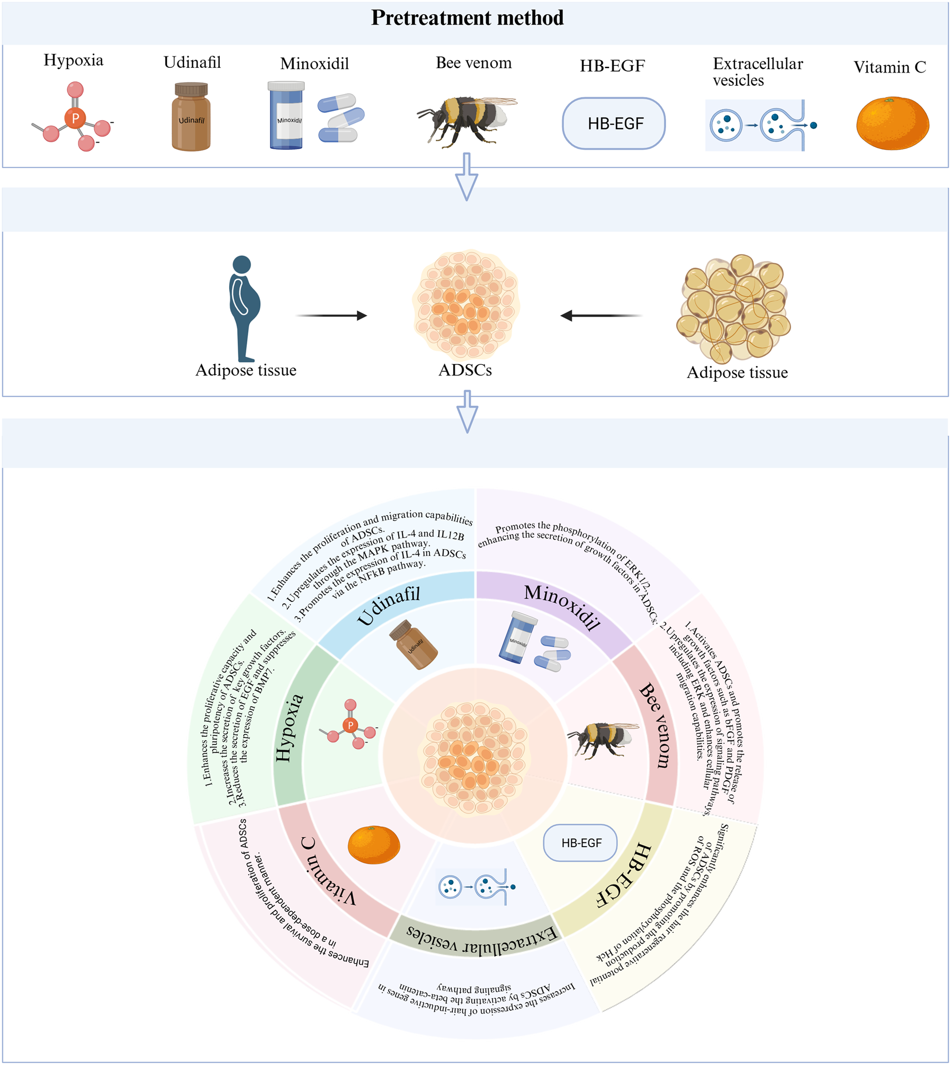 Mechanisms and clinical progress of adipose-derived stem cells and their derivatives in the treatment of hair loss