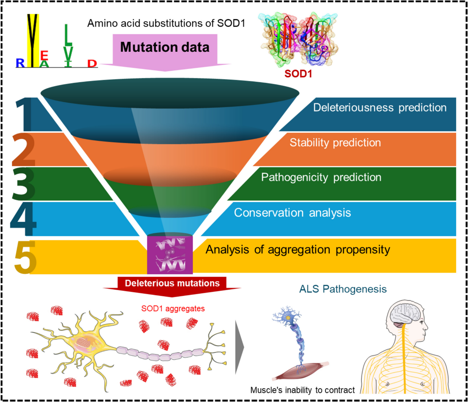 Aggregation-Prone Pathogenic SOD1 Variants in Amyotrophic Lateral Sclerosis: Insights from Computational Genomics and Evolutionary Conservation