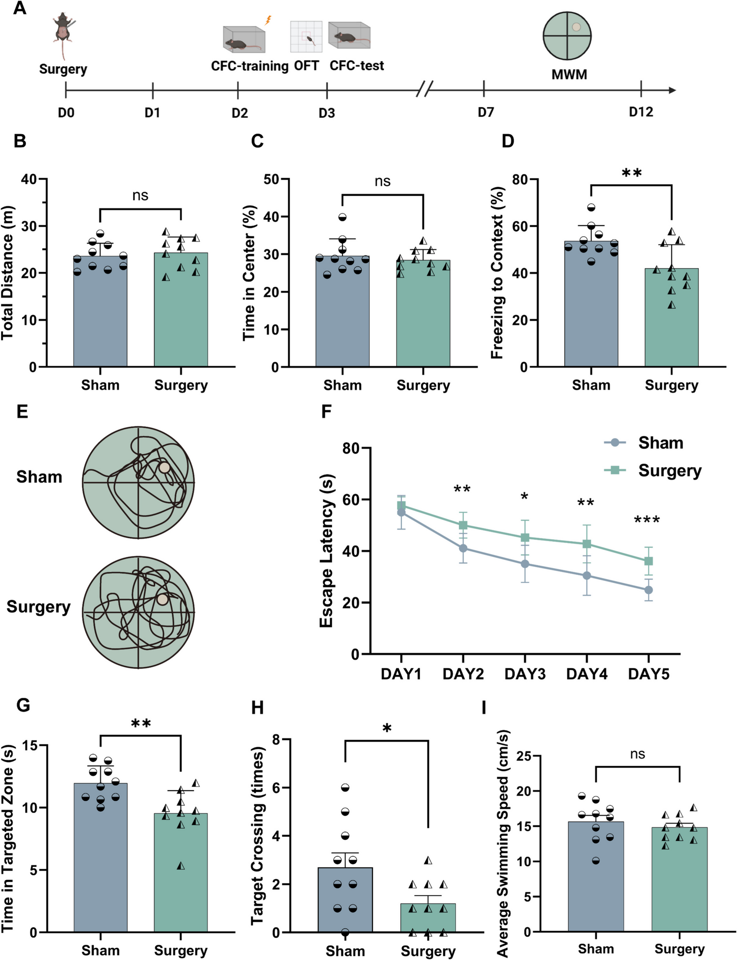 Gamma Oscillation Disruption Induced By Microglial Activation Contributes to Perioperative Neurocognitive Disorders in Aged Mice