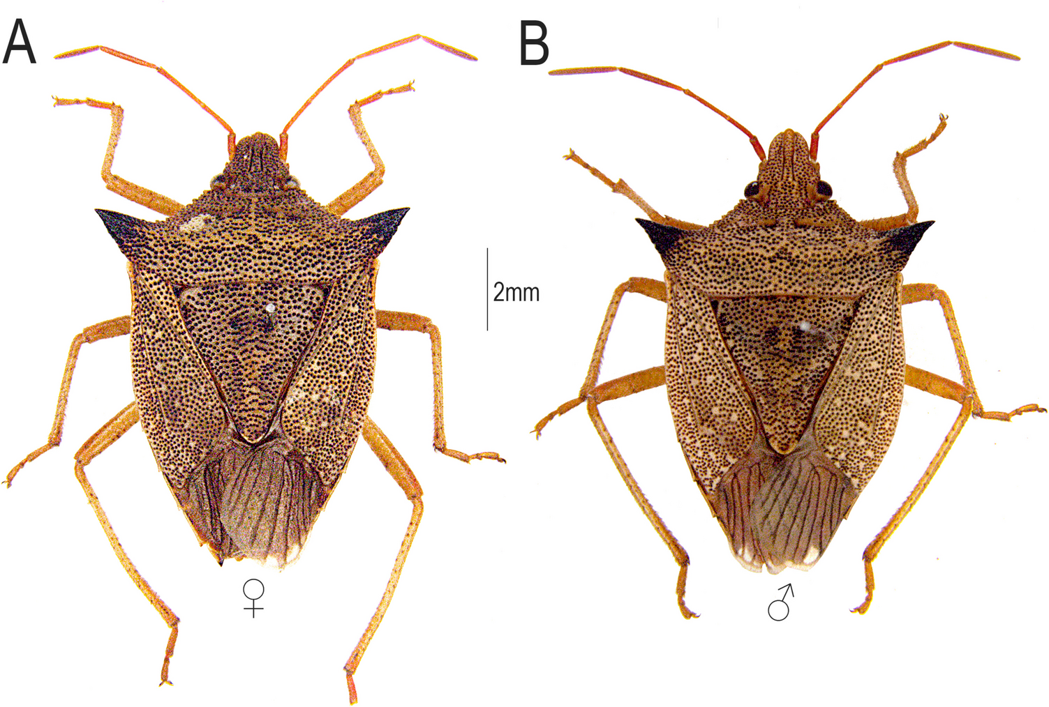 First Record of  (Westwood) (Hemiptera: Pentatomidae) on Soybean Fields in Brazil: Characterization, Reproductive Traits and Hybridization with  (Fabricius)