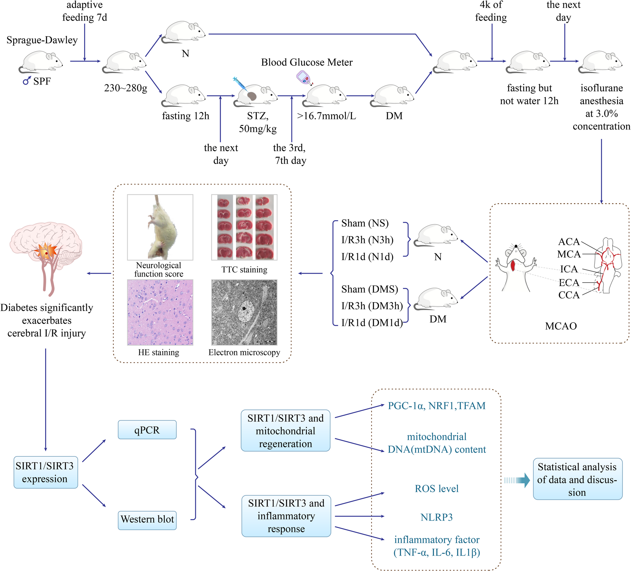 Mechanisms of SIRT1/SIRT3-mediated reduction of mitochondrial regeneration and inflammatory response in diabetic cerebral ischemia-reperfusion injury