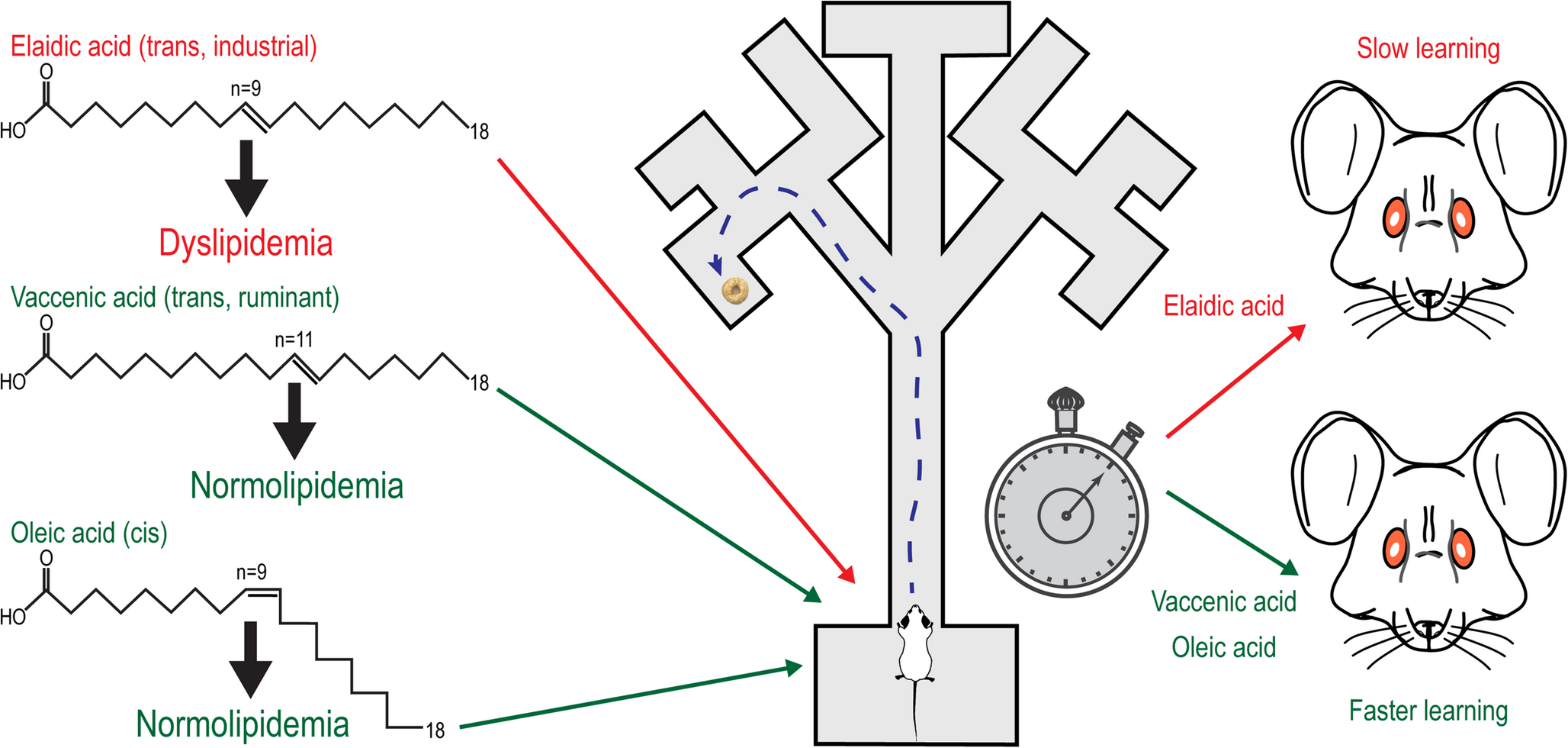Differential effects of industrial and ruminant trans fatty acids on appetitive memory