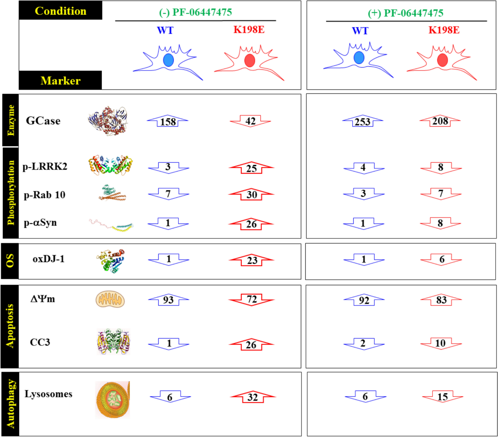 Protective Effect of the LRRK2 Kinase Inhibition in Human Fibroblasts Bearing the Genetic Variant GBA1 K198E: Implications for Parkinson’s Disease