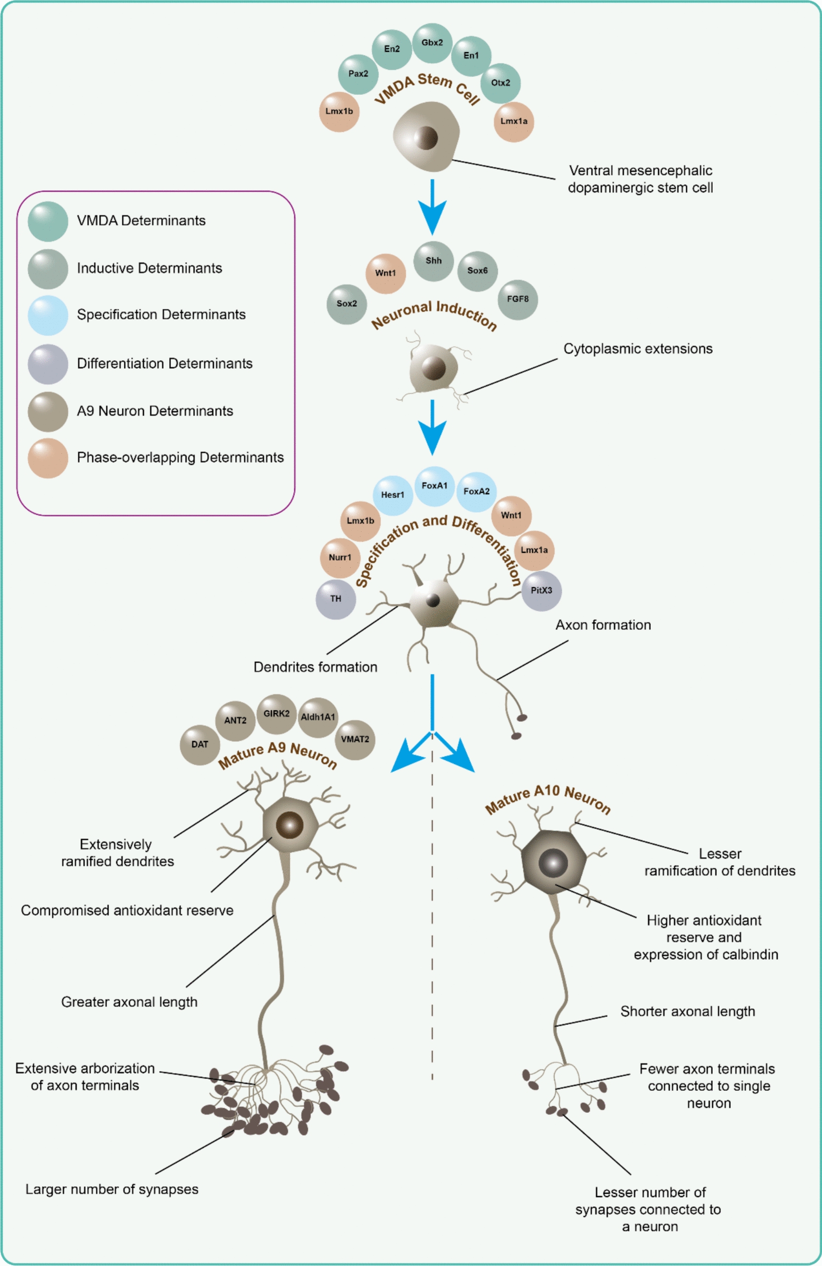 Molecular Determinants of A9 Dopaminergic Neurons