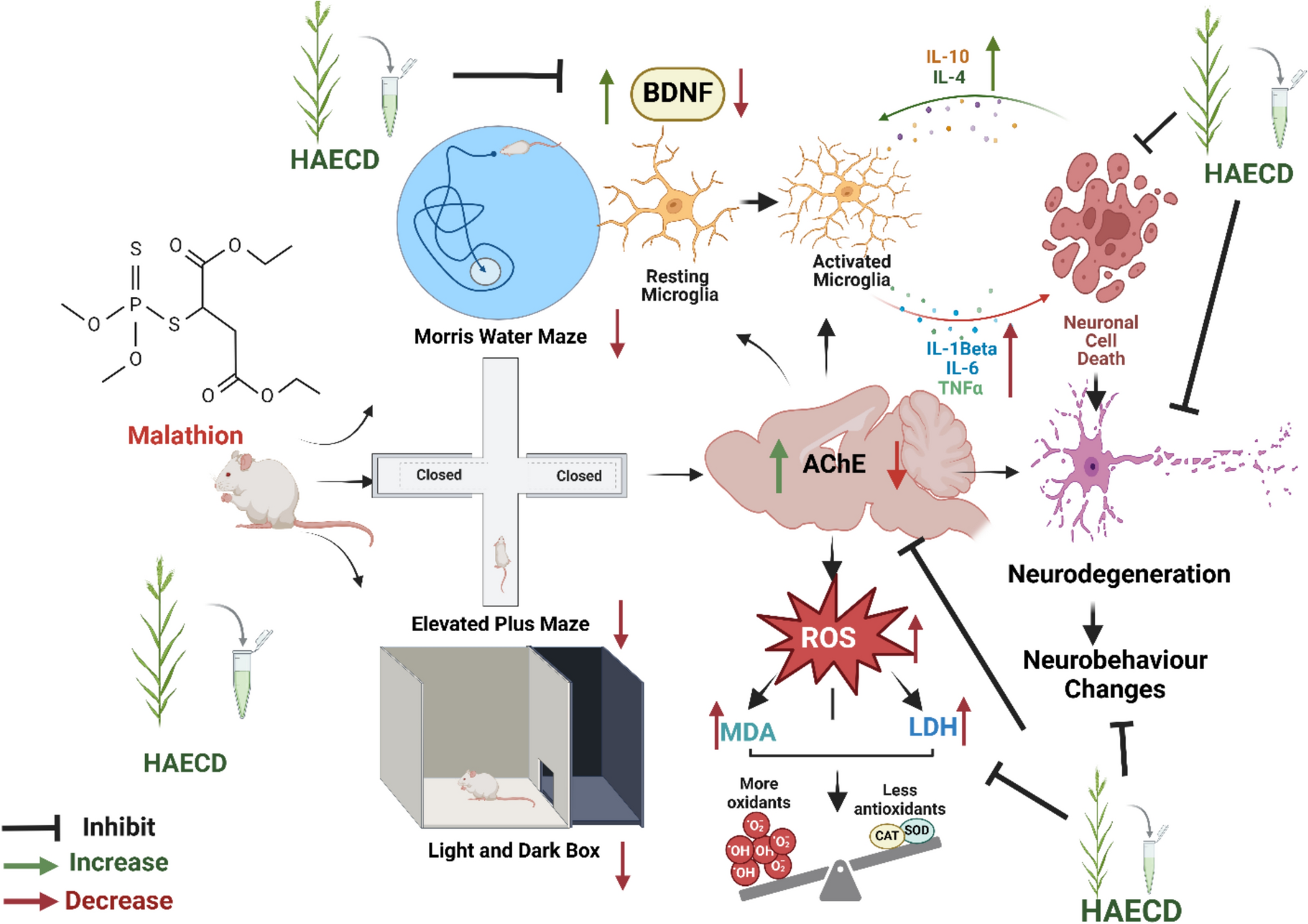 Hydro-Alcoholic Extract of  Ameliorates Malathion-Induced Neurocognitive Behavior and Neurotoxicity