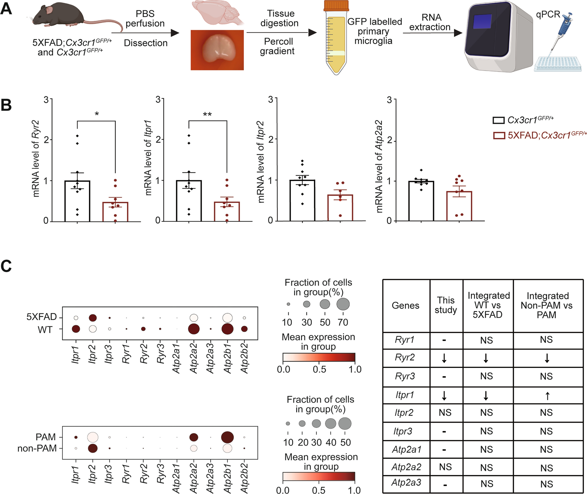 Modulation of Ryanodine Receptors on Microglial Ramification, Migration, and Phagocytosis in an Alzheimer’s Disease Mouse Model