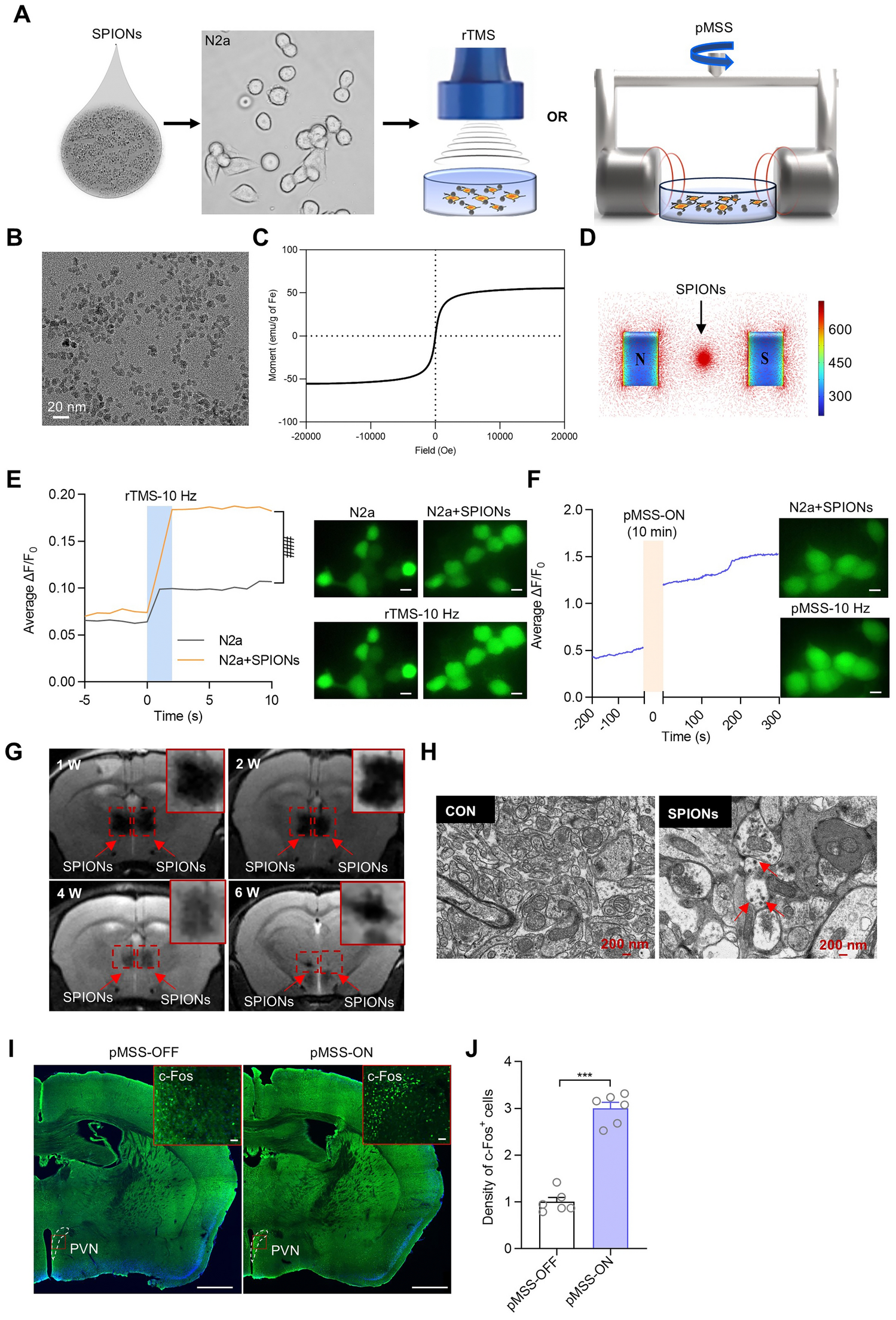 Precise Magnetic Stimulation of the Paraventricular Nucleus Improves Sociability in a Mouse Model of ASD