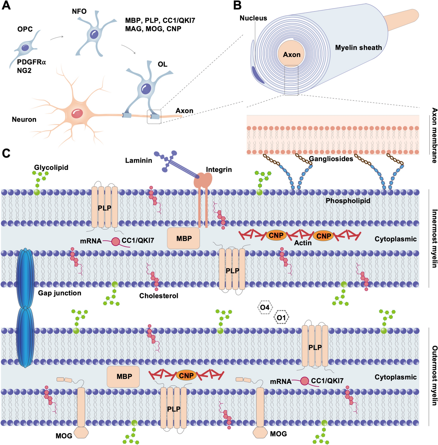 Comparative Analysis of Histological Tools for Myelin