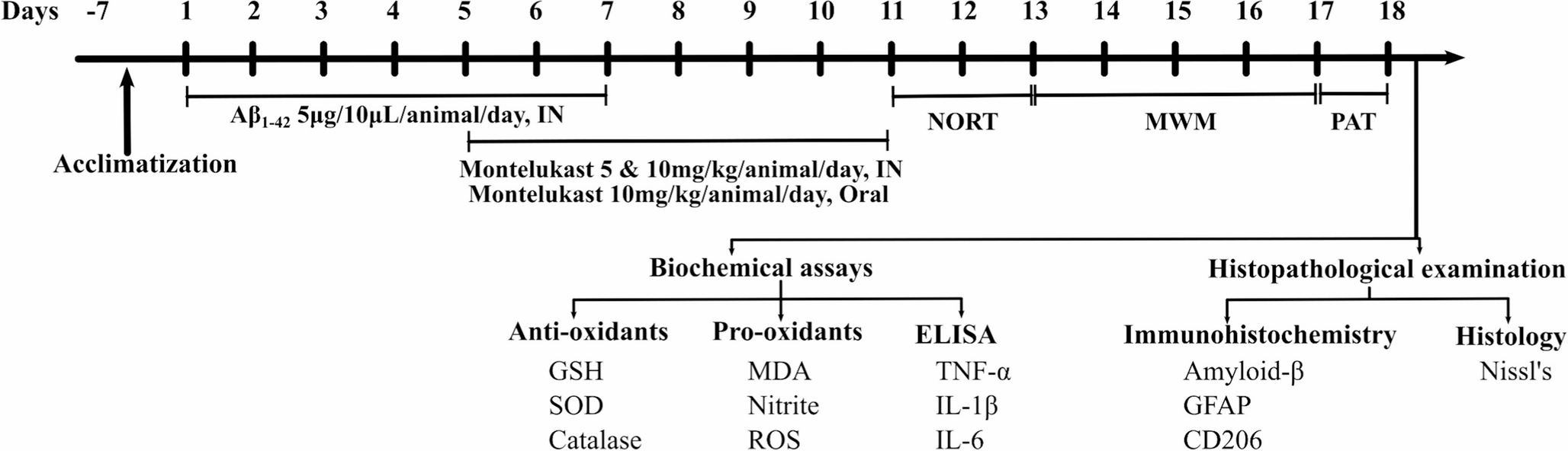Montelukast attenuated memory decline, neuroinflammatory and neurodegenerative biomarkers in Aβ exposed model of alzheimer’s disease in mice