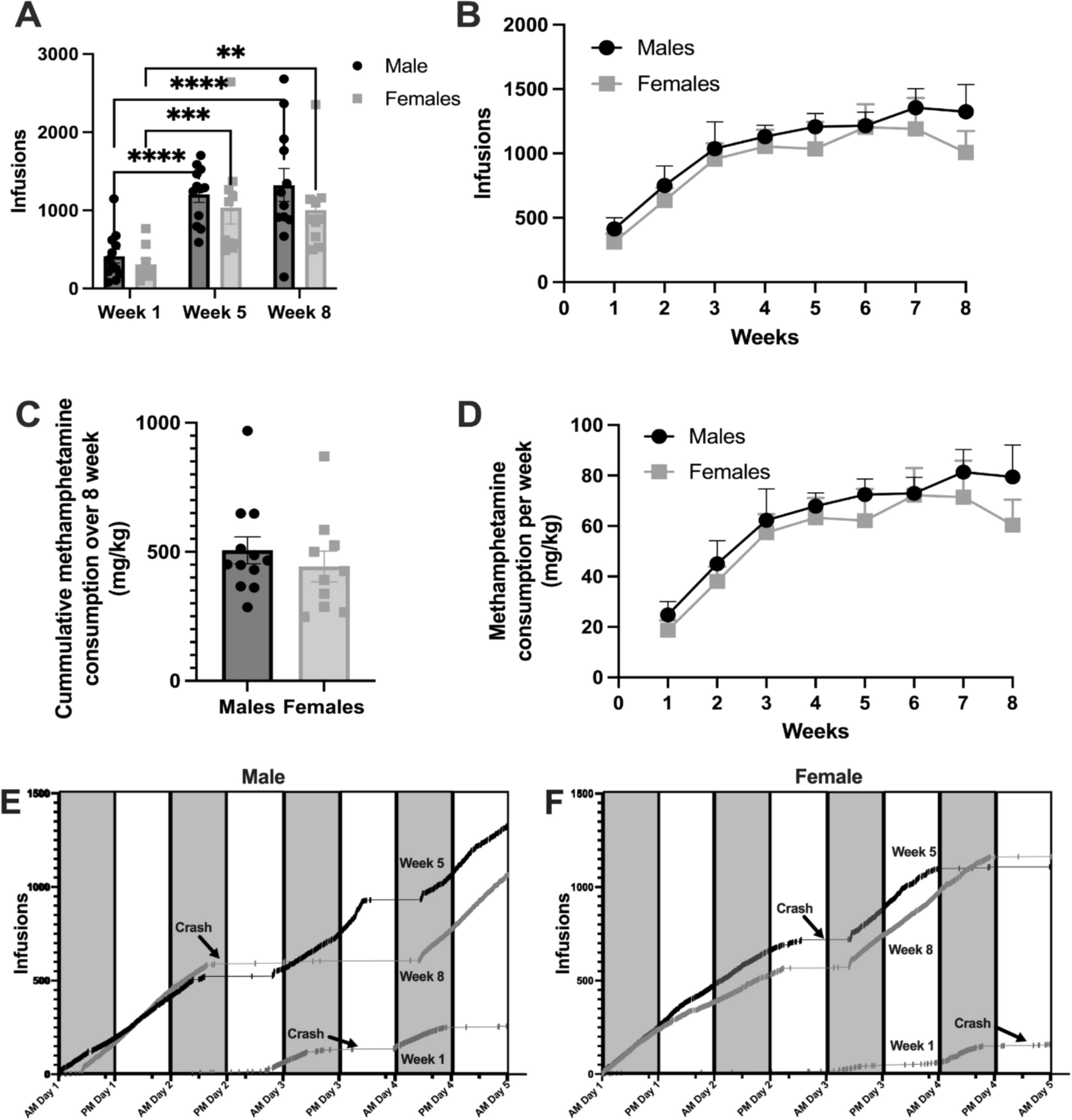 96-h methamphetamine self-administration elicits striatal dopamine depletion in male and female rats: a model of binge-like use