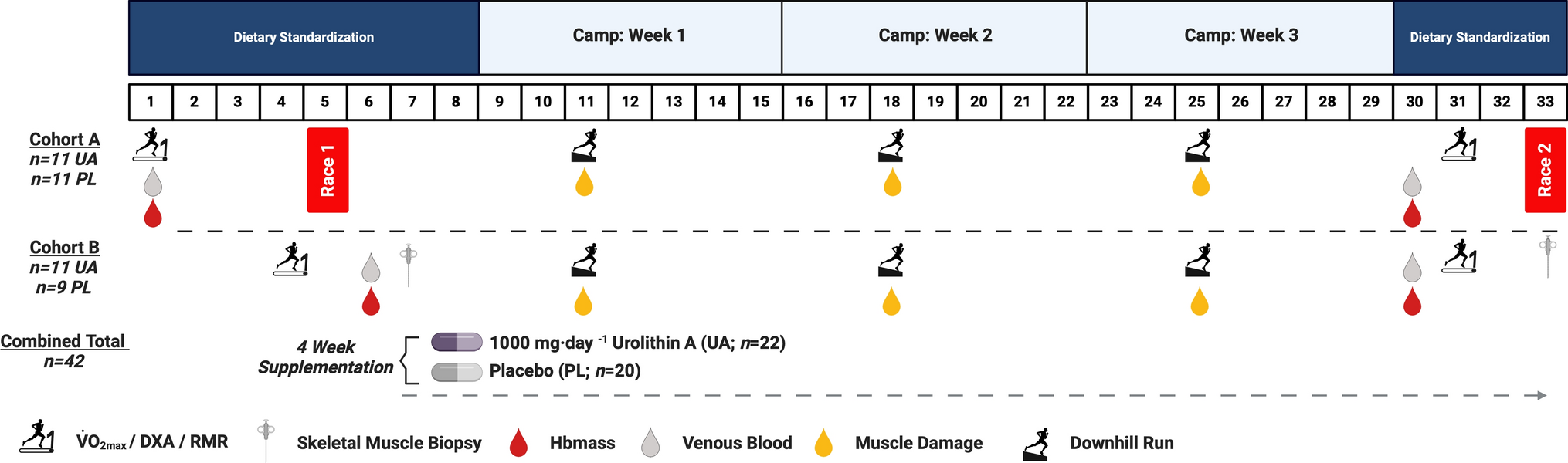 Evaluating the Impact of Urolithin A Supplementation on Running Performance, Recovery, and Mitochondrial Biomarkers in Highly Trained Male Distance Runners