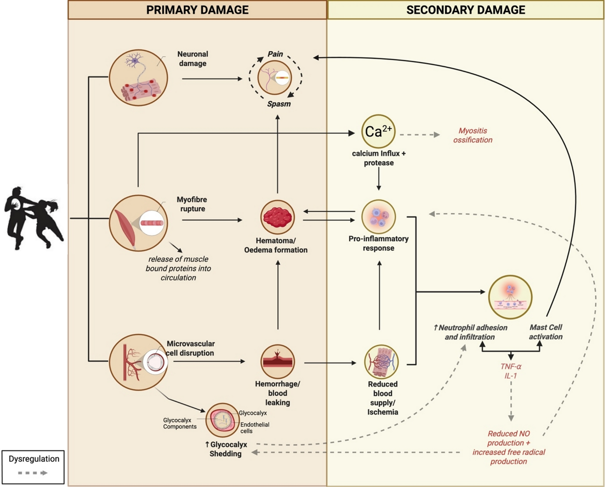 Beyond the Hit: Muscle and Vascular Tissue Responses to Contact Exposure in Collision Sports—A Narrative Review