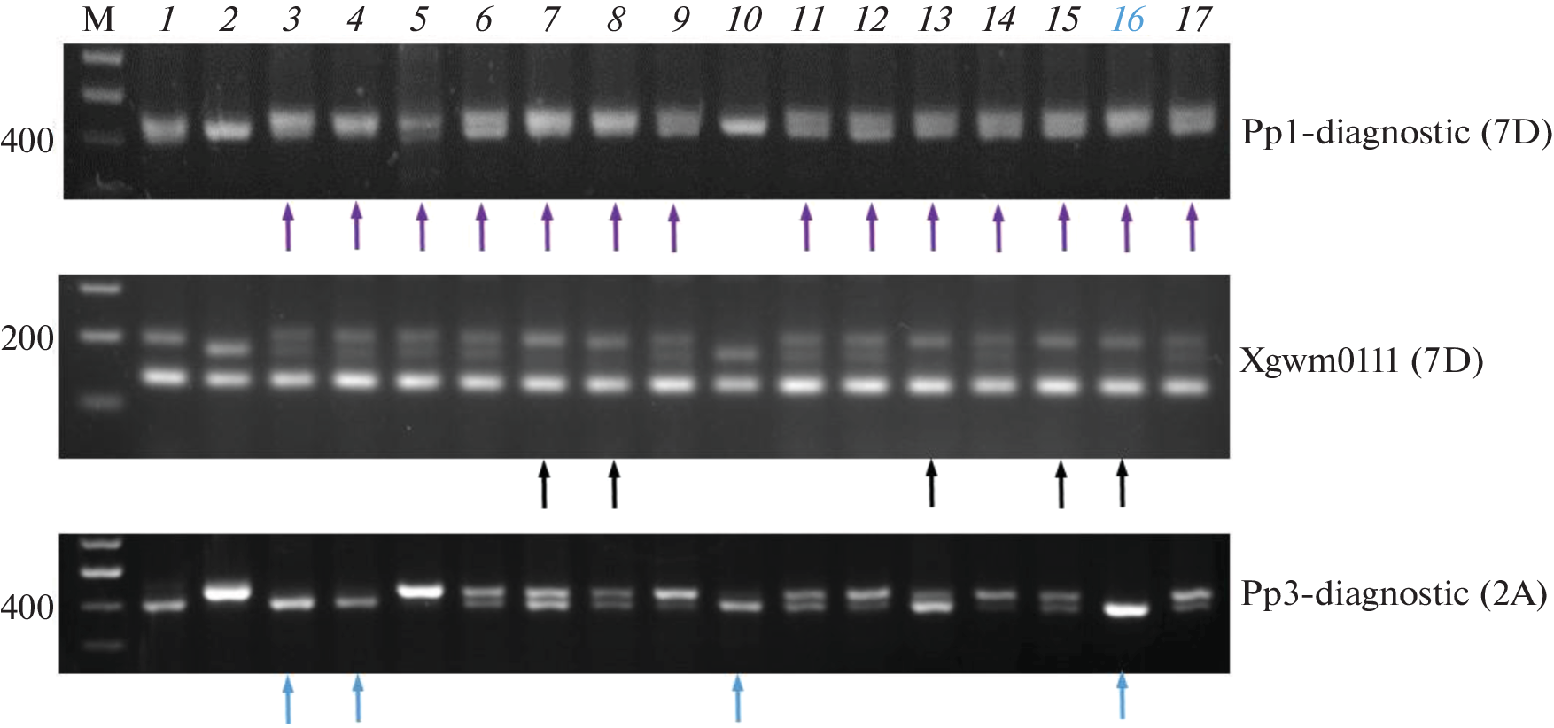 Marker-Assisted Development of Spring Bread Wheat Hybrids with Colored Grain for Breeding of Anthocyanin-Rich Varieties in Western Siberia