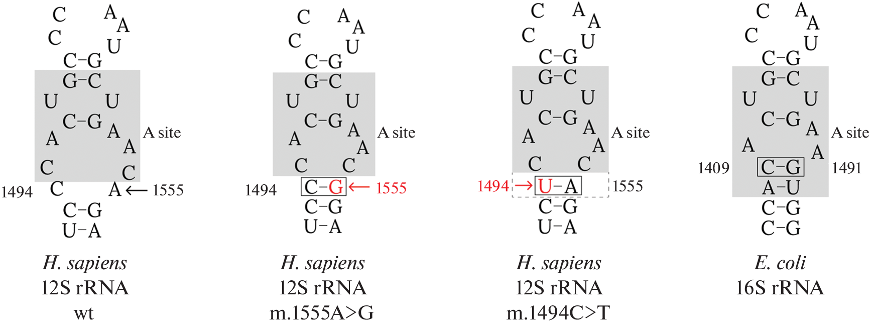 Analysis of the Spectrum of the mtDNA Haplogroups in Patients with Hearing Loss Carrying the Likely Pathogenic Ultra-Rare m.1494C>T Variant in the  Gene
