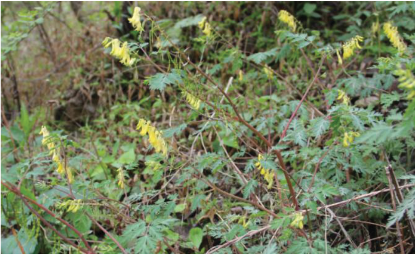 The Complete Chloroplast Genome Sequence of  (Thunb.) Pers.