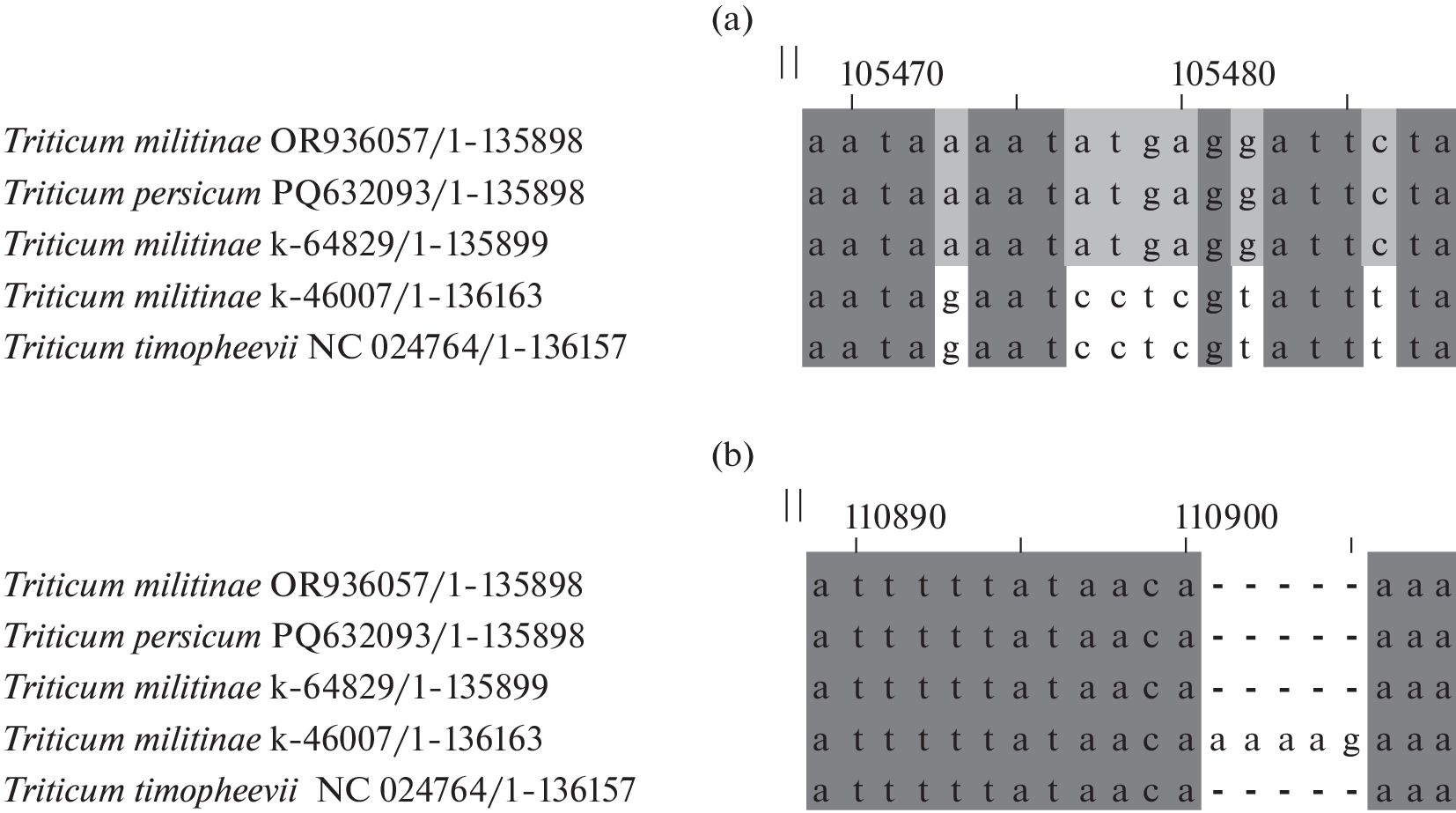 Sequencing of the Chloroplast Genomes of Different Forms of  Zhuk. et Migusch.