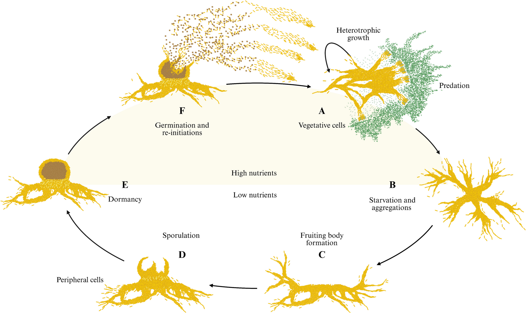 South African Myxococcota: an untapped resource for microbial ecolo gy and biotechnology