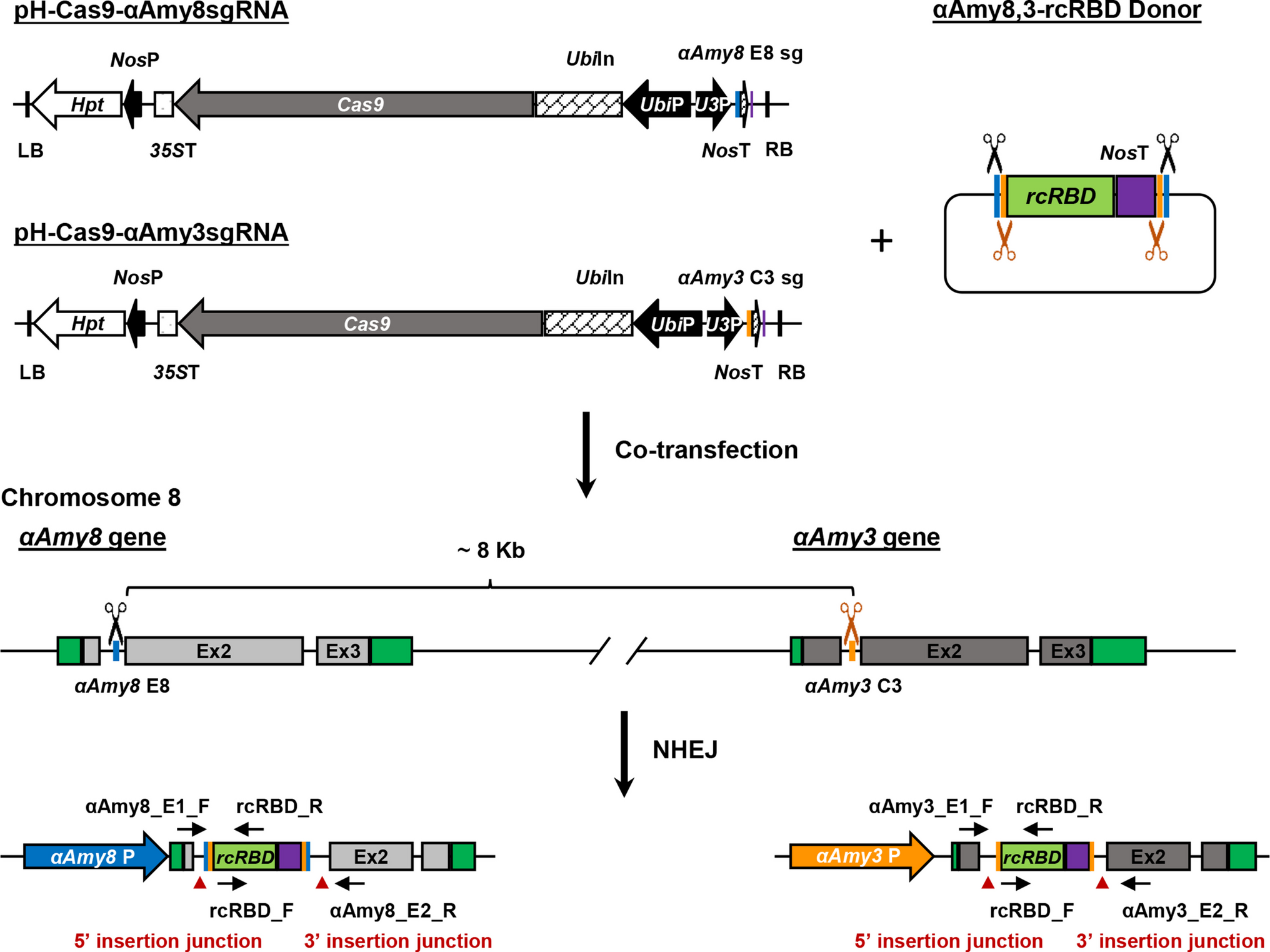 A single donor cassette enables site-specific knock-in at either the  or  locus in rice cells via CRISPR/Cas9