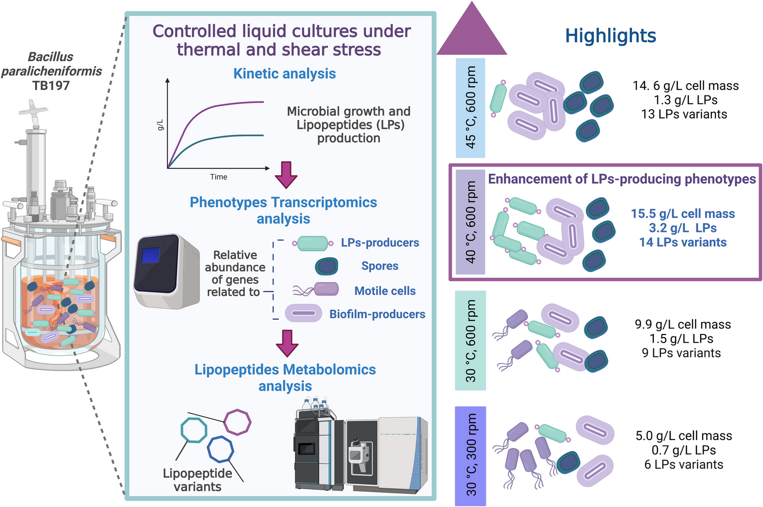 Thermal and shear stress-induced phenotypic changes in  TB197 in submerged liquid cultures
